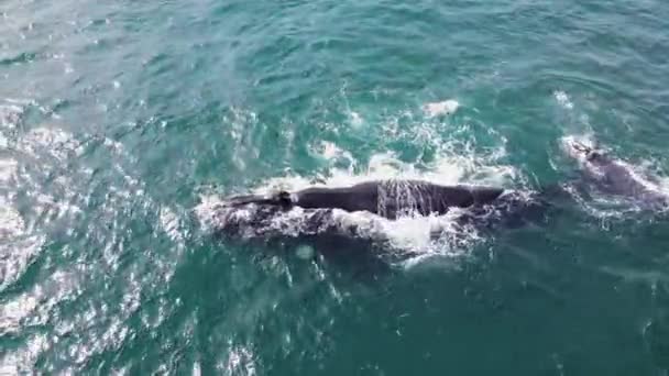 Baleine Noire Veau Interagissant Dans Les Eaux Côtières Hermanus Aérien — Video