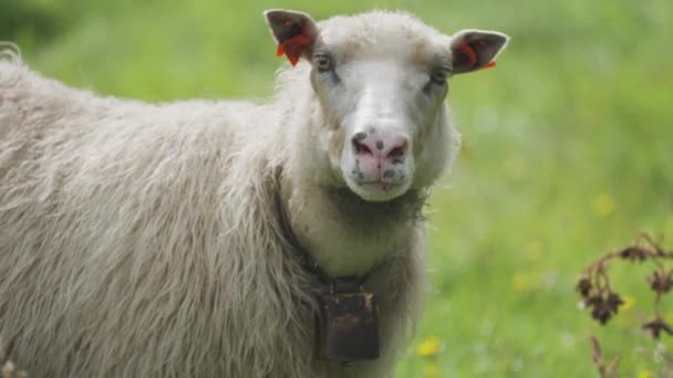 Portrait Shot White Wooly Sheep Lush Green Pasture — Stock Video