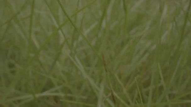 Makro Lalka Suchej Trawy Zielonym Ogrodzie — Wideo stockowe