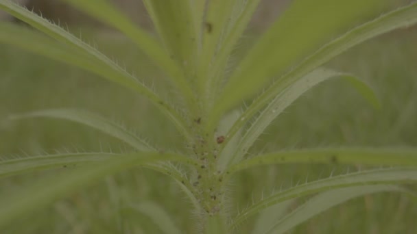 Μακρό Πλάνο Του Μικρού Φυτού Ζιζανίων Ένα Καταπράσινο Κήπο — Αρχείο Βίντεο