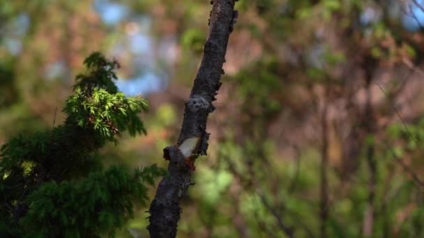 Malý Strom Pokácený Ručně Drží Malou Turistickou Sekeru Krásné Detailní — Stock video