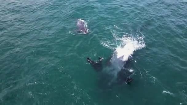 Whale Uniquely Deformed Flippers Floating Back Her Calf Drone — Stock Video