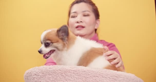 Mladá Žena Hraje Čivavu Mix Pomeranian Psů Pro Relaxaci Jasně — Stock video