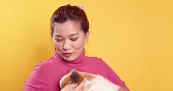 Asijské Nádherné Mladé Show Láska Hrát Chihuahua Mix Pomeranian Psů — Stock video