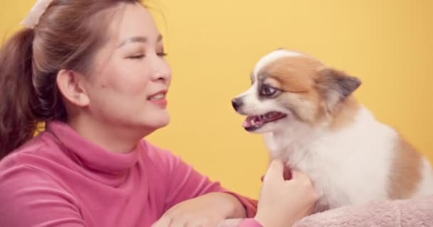 Kobiety Kochają Zwierzęta Bawiące Się Chihuahua Mieszanka Pomeranian Psów Dla — Wideo stockowe