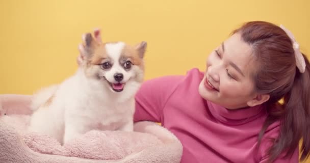 Wanita Asia Bermain Dengan Anjing Chihuahua Campuran Pomeranian Untuk Relaksasi — Stok Video