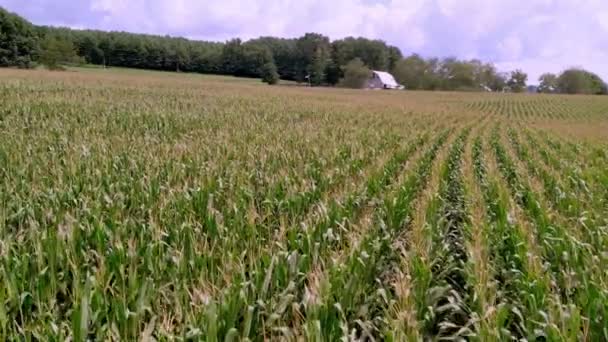 Cornfield Εναέρια Καλαμπόκι Στη Νότια Βιρτζίνια Κοντά Στο Χρόνο Συγκομιδής — Αρχείο Βίντεο