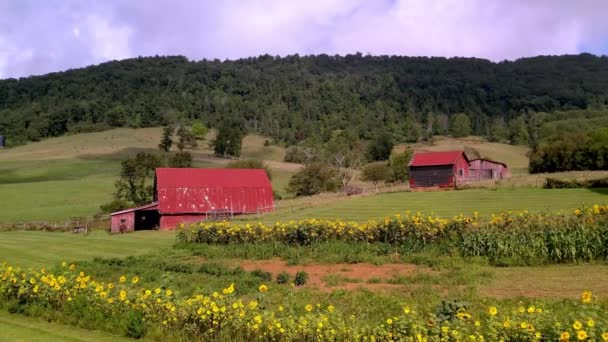 Snelle Duw Zonnebloemen Boerderij Scene Provincie Noord Carolina — Stockvideo