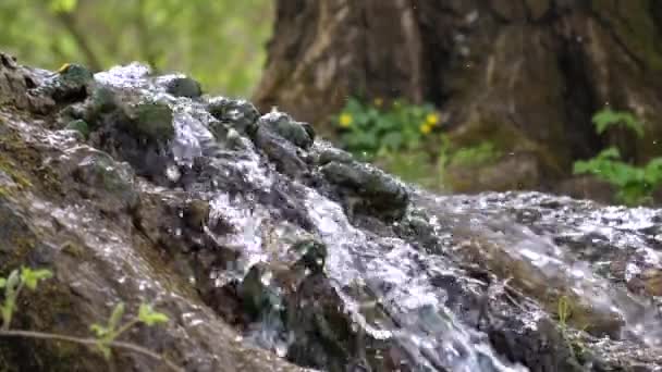 Небольшая Речка Течет Лесной Подстилке Корням Древнего Дерева — стоковое видео