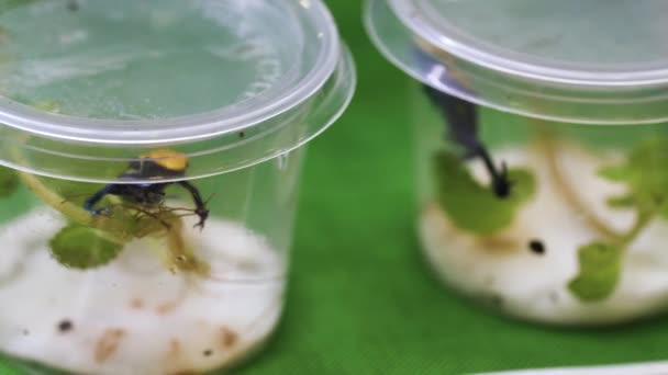 Dwie Trujące Żaby Oddzielnych Pojemnikach Próżno Próbują Uciec Niewoli — Wideo stockowe