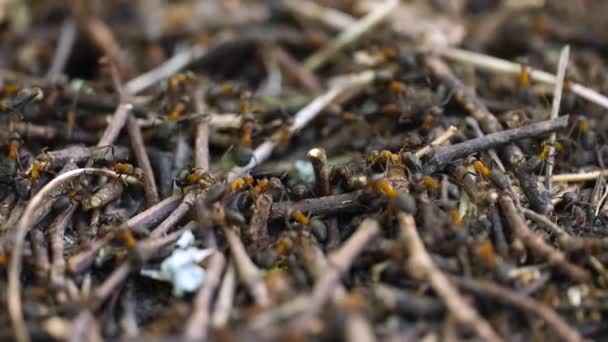 Cientos Hormigas Azucareras Ocupadas Nido Entre Ramitas Muertas Suelo Del — Vídeo de stock