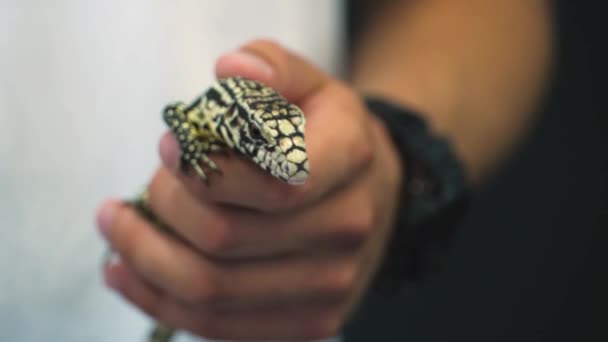 Homem Detém Jovem Lagarto Brasileiro Tegu Sua Mão — Vídeo de Stock