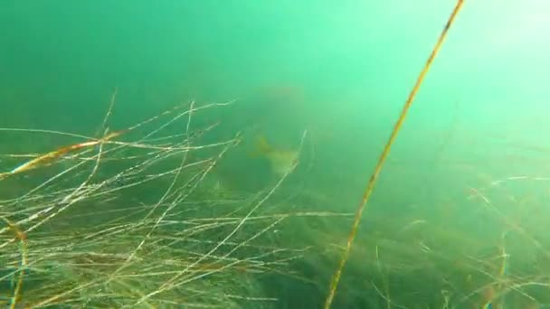 Unterwasseraufnahmen Nach Seebarschen San Diego Entlang Des Meeresbodens Der Nähe — Stockvideo