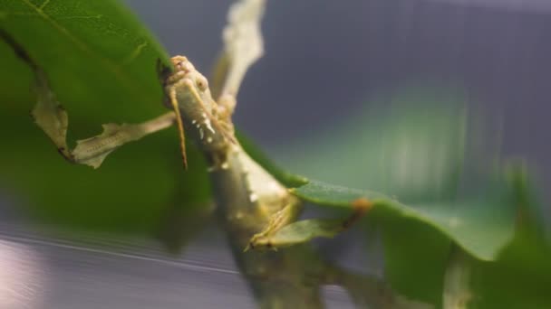 Macro Clip Mantis Mientras Usa Sus Mandíbulas Para Masticar Una — Vídeo de stock