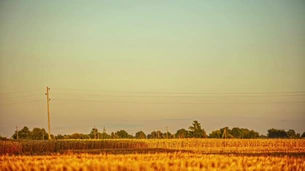 Crops Countryside Farmland Ready Harvest Dusk Time Lapse — Stock Video