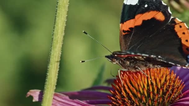 Makro Červeného Admirála Butterfly Krmení Květinovým Výstřihem — Stock video