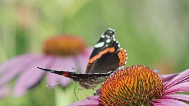 Red Admiral Butterfly Purple Coneflower Garden Selektivní Zaměření — Stock video