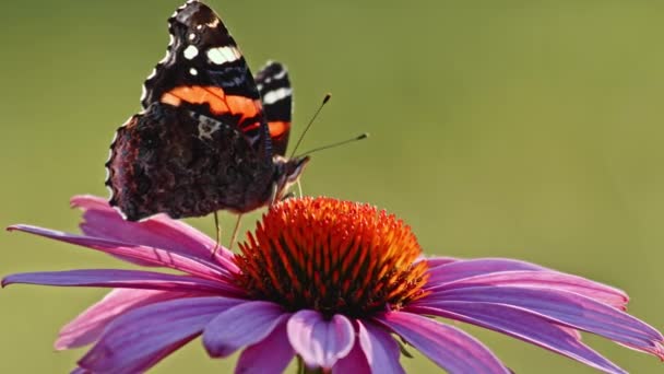 Red Admiral Butterfly Feeding Nectar Purple Coneflower Close — Stock Video