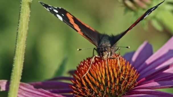 Macro Colpo Ammiraglio Rosso Che Nutre Fiore Coneflower Viola Giardino — Video Stock