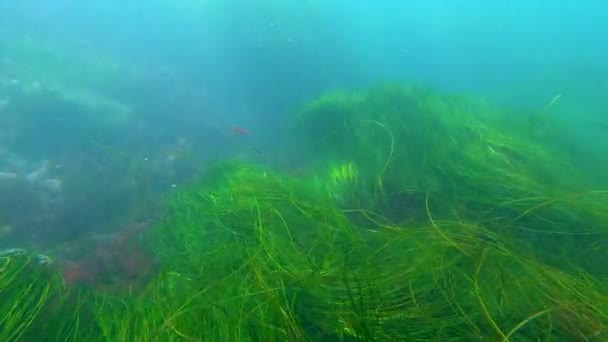 Underwater Footage Moving Ocean Floor See Kelp Motion Ebb Tide — Stock Video