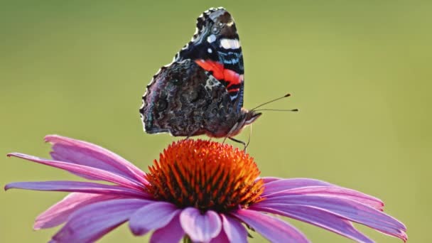 Zblízka Záběr Červeného Admirála Butterfly Krmení Výstřihu Fialové Coneflower — Stock video