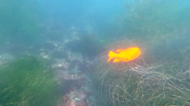 Epic Shot Oceans Surface Bright Yellow Garibaldi Fish Hsl Secondary — Vídeos de Stock