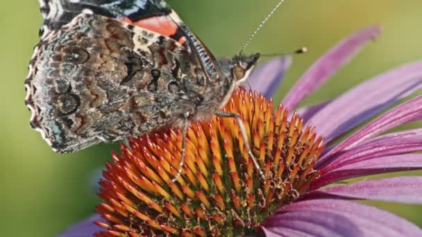 Red Admiral Butterfly Alimentação Coneflower Roxo Macro — Vídeo de Stock