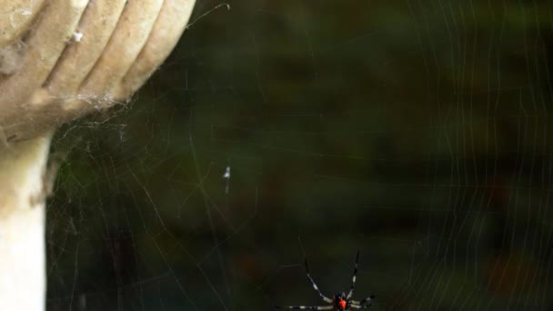Spider Sta Facendo Net Casting Fare Web Primo Piano — Video Stock