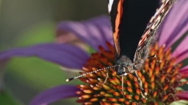 Macro Uma Borboleta Cima Coneflower Roxo Fechar Tiro Seletivo Foco — Vídeo de Stock