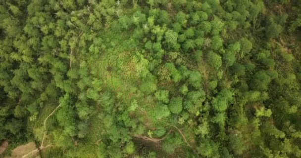 東南アジアの深い森やジャングルの真上で空中撮影し 遊歩道を垣間見る — ストック動画