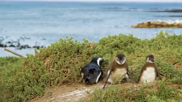 Afrikaanse Pinguïn Kuikens Houden Evenwicht Als Bijna Overwaaien Door Wind — Stockvideo