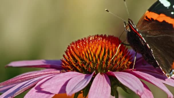 Red Admiral Butterfly Feeding Purple Coneflower Nectar Makro Snímek — Stock video