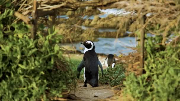 Jackass Pinguïn Omlijst Door Pad Door Kust Vegetatie Terug Schot — Stockvideo