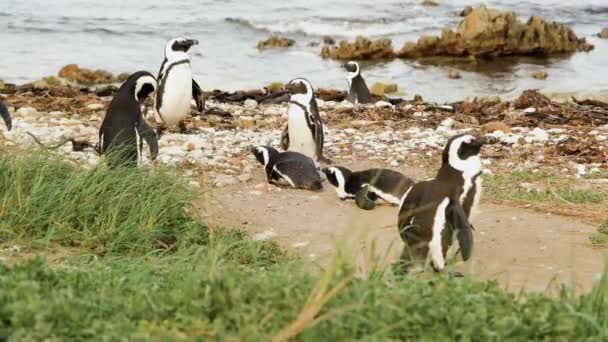 Kelompok Penguin Cape Dingin Pantai Berbatu Teluk Betty Afrika Selatan — Stok Video