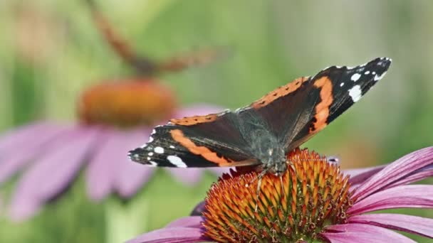Dva Červení Admirálové Motýli Jedí Nectar Fialových Květácích Zblízka — Stock video