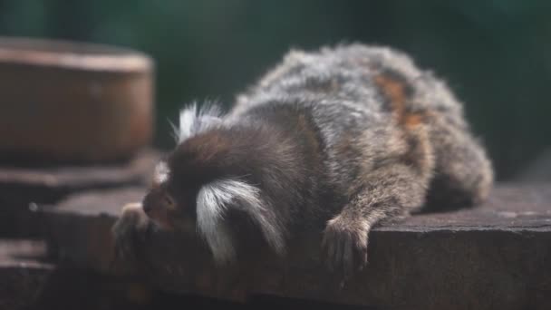 毛茸茸的普通小苔藓躺在树桩上 转身在野生动物公园的封闭环境中寻找一个更好的睡眠位置 — 图库视频影像
