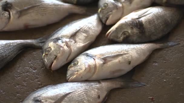 Мухи Ползают Свежей Рыбе Палестинском Рыбном Рынке Газе — стоковое видео