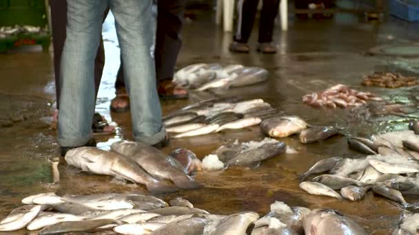 Mænd Diskuterer Frisk Fisk Palæstinensisk Fiskemarked Gaza Panorer Fra Fisken – Stock-video