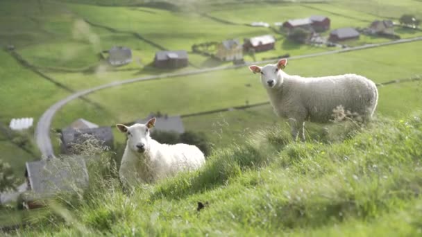 Two Sheep Looking Camera While Standing Mountain Meadow Farmsteads Bellow — Stock Video