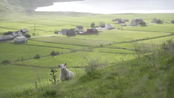 Prados Majestosos Para Ovelhas Costa Noruega Dia Ventoso Pequena Aldeia — Vídeo de Stock