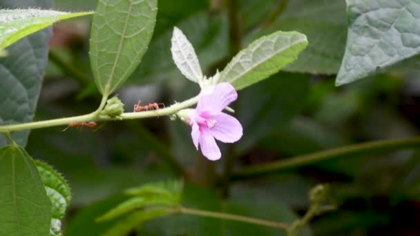 ピンクの野生の花と赤アリ — ストック動画