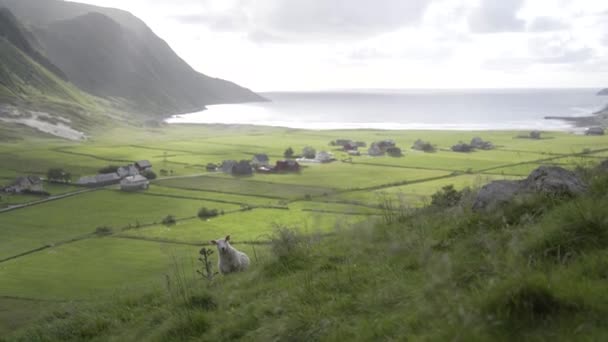 Ovelhas Solitárias Encosta Com Vista Majestosa Para Mar Pequena Aldeia — Vídeo de Stock