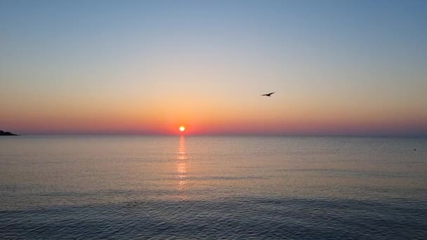 Zeemeeuw Vogel Vliegen Boven Zee Bij Zonsopgang Langzame Beweging — Stockvideo