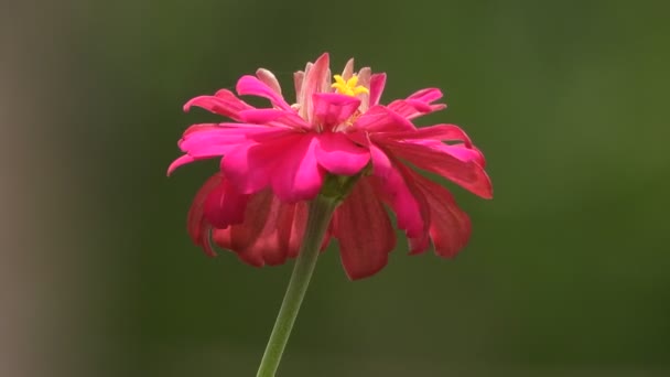 Zinnia Virág Egyedülálló Szép Gyönyörű — Stock videók
