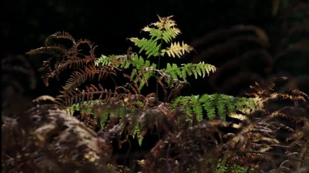 Luz Mañana Temprano Parche Color Otoño Bracken Que Comenzado Cambiar — Vídeo de stock