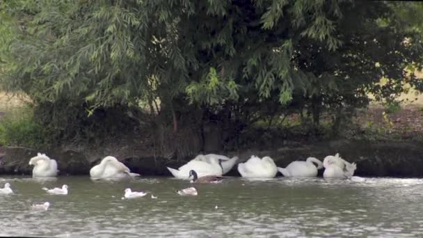 Cisnes Gaviotas Que Refugian Río Támesis Royal Windsor Royal Berkshire — Vídeo de stock