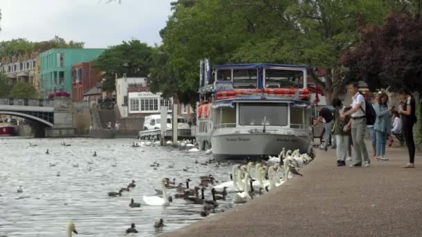 Royal Windsor Daki Thames Nehrinin Kıyısında Kuğuları Besleyen Turistler — Stok video
