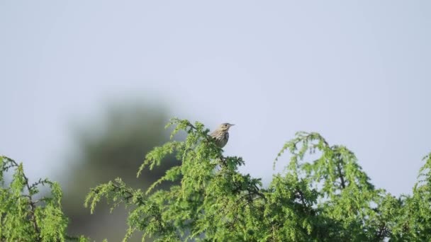 Tree Pipit Bird Standing Branch Tree Shurred Sky Leaves Day — Stock video