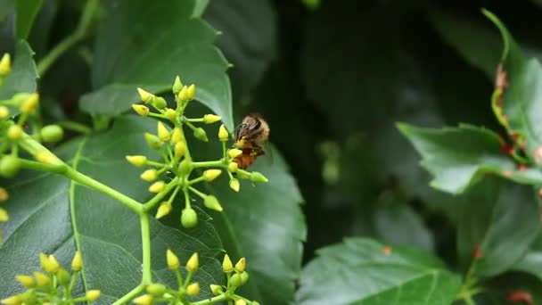 Makró Közel Méh Séta Gyűjtése Nektár Pollen Édes Méz Termelés — Stock videók