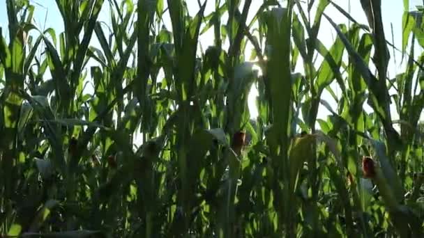 Luce Del Sole Rompe Attraverso Piante Mais Verde Tramonto Sinistra — Video Stock